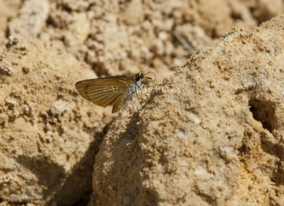 Least Skipper _I9I9486.jpg