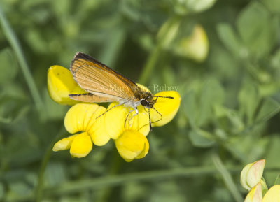 Least Skipper _MG_0846.jpg