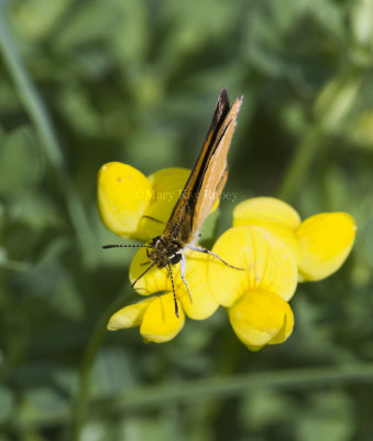 Least Skipper _MG_0847.jpg