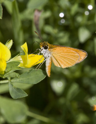 Least Skipper _MG_0853.jpg