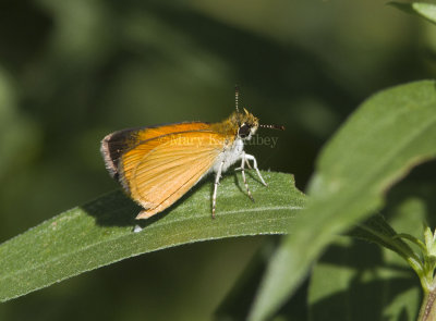 Least Skipper _MG_0863.jpg