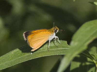 Least Skipper _MG_0864.jpg