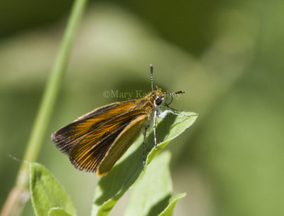 Least Skipper _MG_0946.jpg