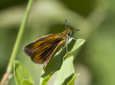 Least Skipper _MG_0947.jpg