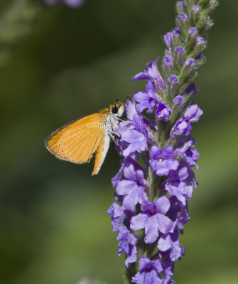 Least Skipper _MG_0952.jpg