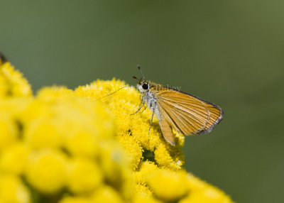 Least Skipper _MG_1023.jpg
