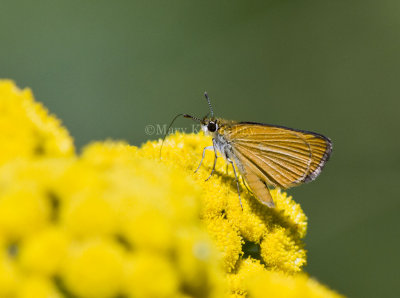 Least Skipper _MG_1025.jpg