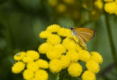 Least Skipper _MG_1026.jpg