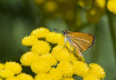Least Skipper _MG_1027.jpg