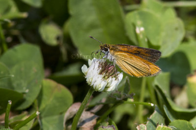 Least Skipper _MG_1042.jpg
