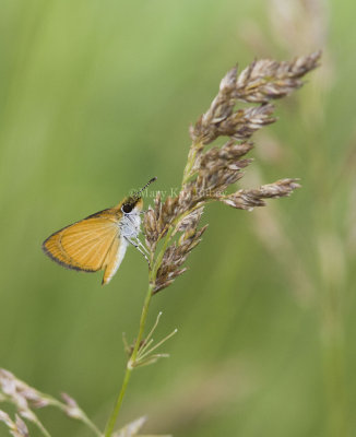 Least Skipper _MG_1812.jpg