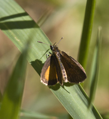 Least Skipper _MG_2278.jpg