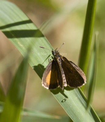 Least Skipper _MG_2279.jpg