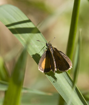 Least Skipper _MG_2280.jpg