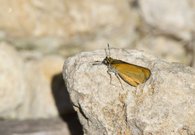 Least Skipper _MG_2354.jpg