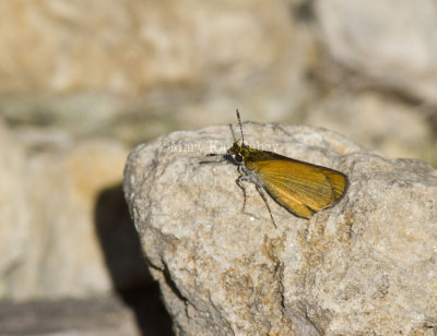 Least Skipper _MG_2356.jpg