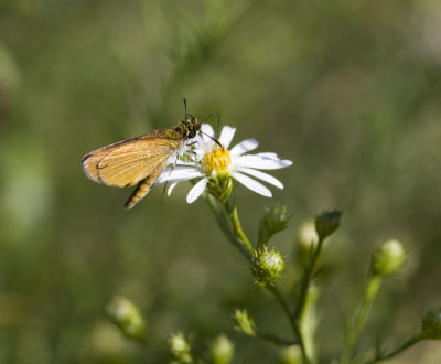 Least Skipper _MG_2470.jpg