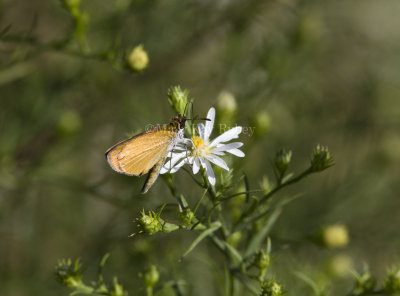 Least Skipper _MG_2472.jpg