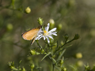 Least Skipper _MG_2473.jpg