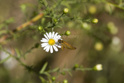 Least Skipper _MG_2495.jpg