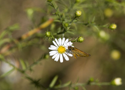Least Skipper _MG_2497.jpg