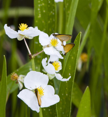 Least Skipper _MG_2636.jpg