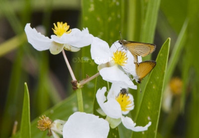 Least Skipper _MG_2640.jpg