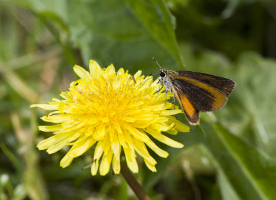 Least Skipper _MG_4023.jpg