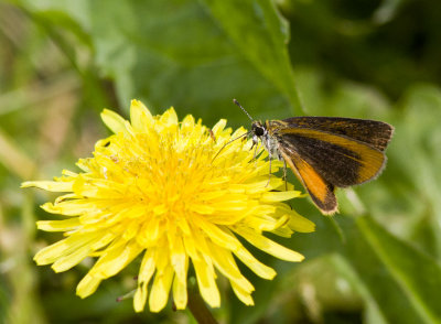 Least Skipper _MG_4025.jpg