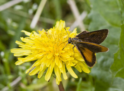 Least Skipper _MG_4048 (2).jpg