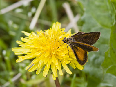 Least Skipper _MG_4049 (2).jpg