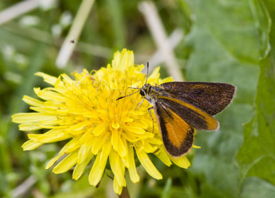 Least Skipper _MG_4050.jpg