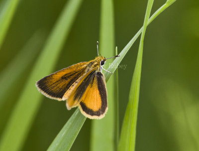 Least Skipper _MG_4128.jpg