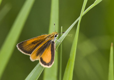 Least Skipper _MG_4130.jpg