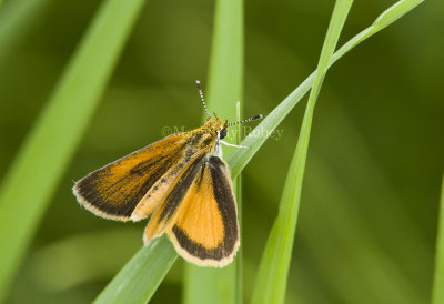 Least Skipper _MG_4160.jpg