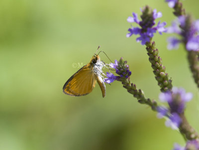 Least Skipper _MG_9278.jpg