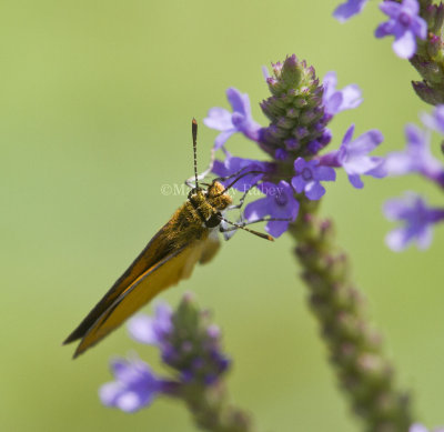 Least Skipper _MG_9280.jpg