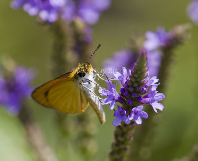 Least Skipper _MG_9281.jpg