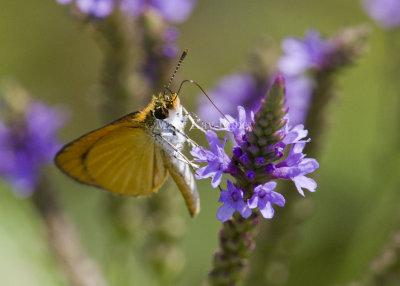 Least Skipper _MG_9283.jpg