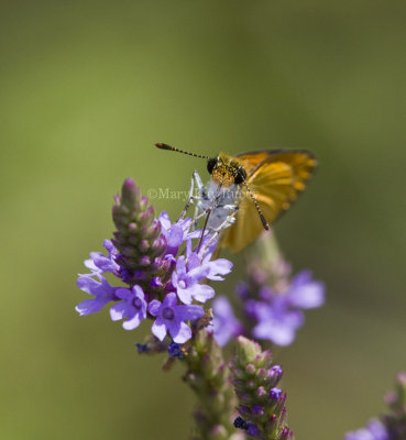 Least Skipper _MG_9287.jpg