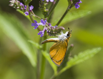 Least Skipper _MG_9289.jpg