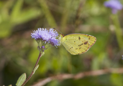 Little Yellow _MG_0883.jpg