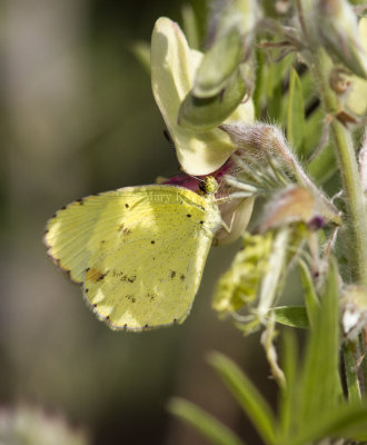 Little Yellow _MG_0868.jpg