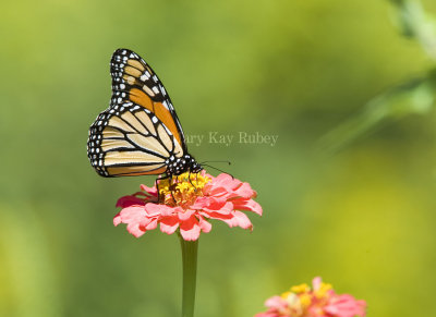 Monarch Butterfly _MG_9738w.jpg