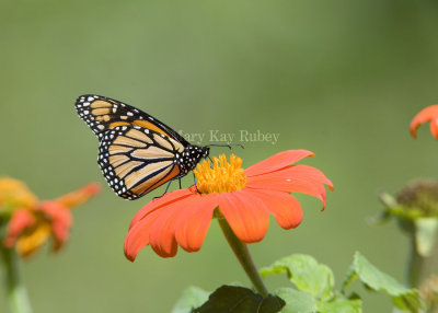 Monarch Butterfly _MG_9767.jpg