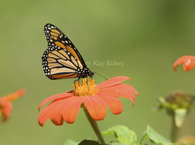 Monarch Butterfly _MG_9769.jpg