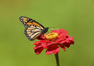 Monarch Butterfly _MG_9834.jpg