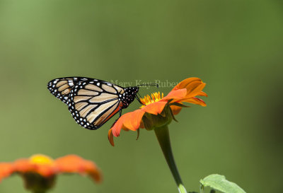Monarch Butterfly _MG_9912.jpg
