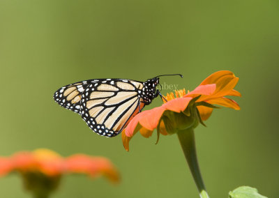 Monarch Butterfly _MG_9915.jpg