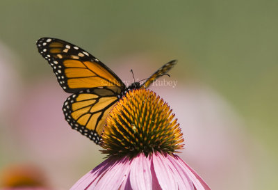 Monarch Butterfly on cone flower _S9S5748.jpg